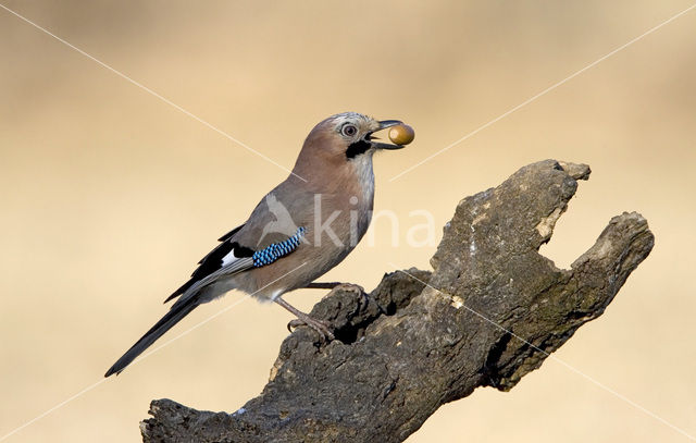 Vlaamse Gaai (Garrulus glandarius)