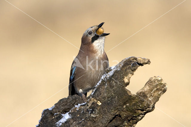 Vlaamse Gaai (Garrulus glandarius)