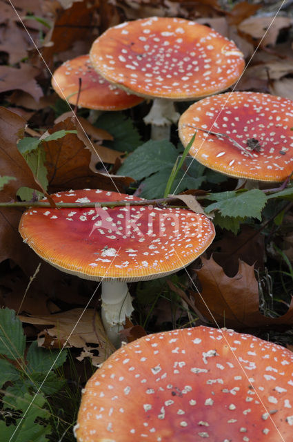 Vliegenzwam (Amanita muscaria)