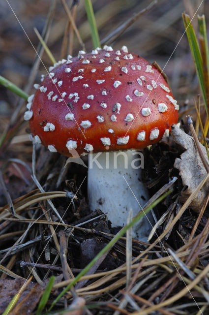 Vliegenzwam (Amanita muscaria)