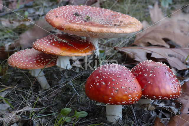 Vliegenzwam (Amanita muscaria)