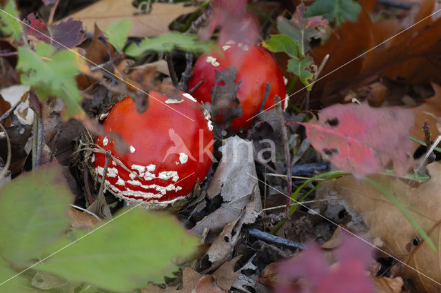 Vliegenzwam (Amanita muscaria)