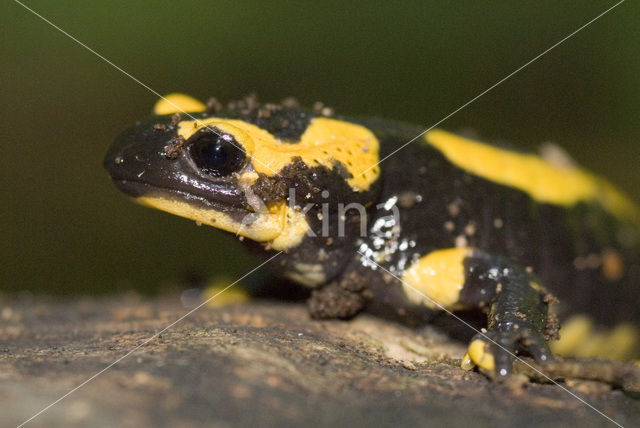 Vuursalamander (Salamandra salamandra)