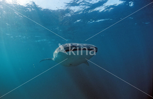 Whale shark (Rhincodon typus)