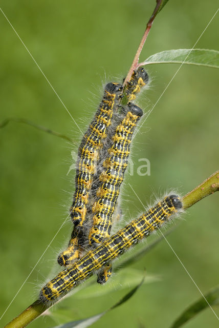 Wapendrager (Phalera bucephala)