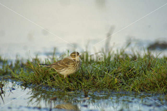 Waterpieper (Anthus spinoletta)