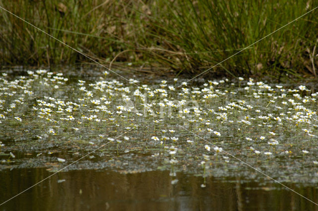 Crowfoot (Ranunculus spec.)