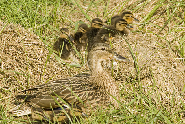 Wilde Eend (Anas platyrhynchos)