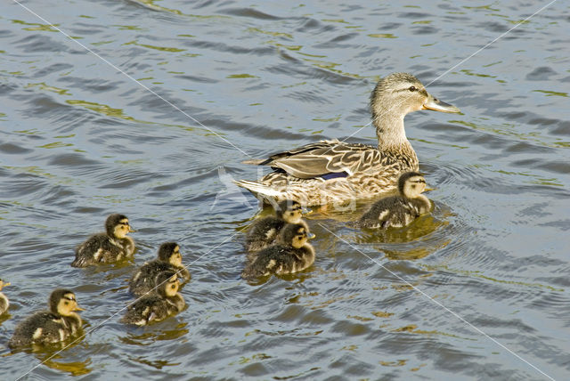 Mallard