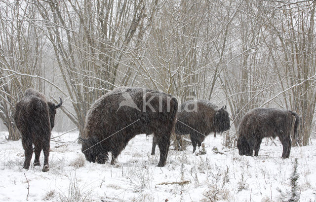 Wisent (Bison bonasus)