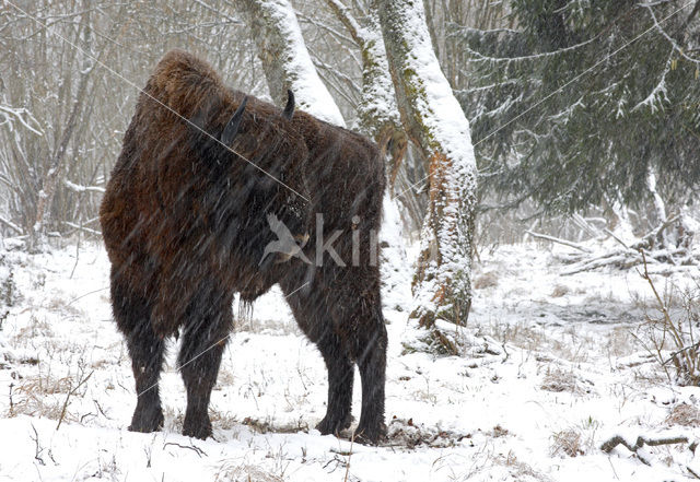 Wisent (Bison bonasus)