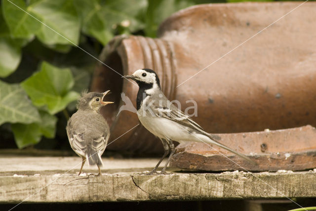 Witte Kwikstaart (Motacilla alba)