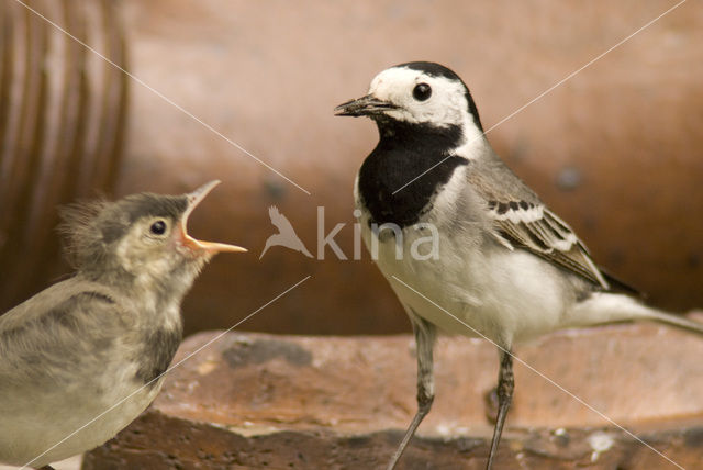 Witte Kwikstaart (Motacilla alba)