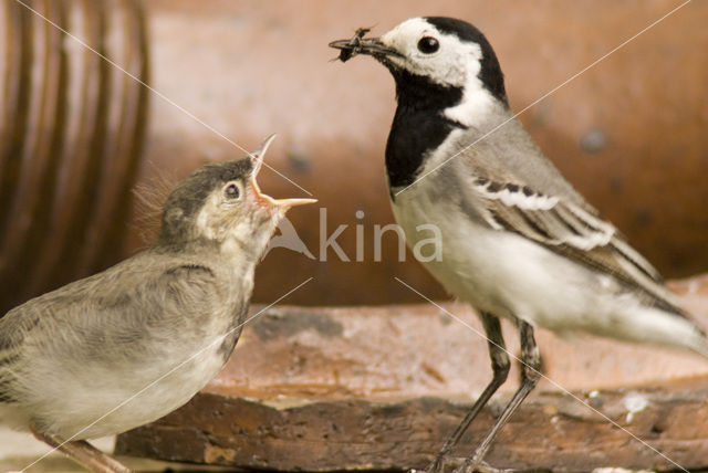 Witte Kwikstaart (Motacilla alba)