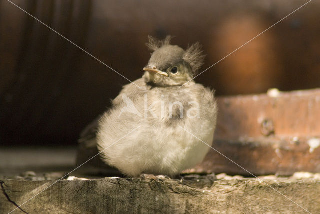 Witte Kwikstaart (Motacilla alba)