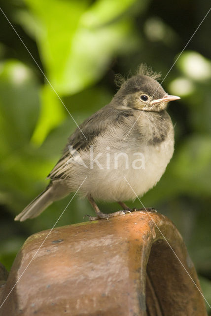 Witte Kwikstaart (Motacilla alba)