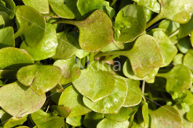 Witte winterpostelein (Claytonia perfoliata)