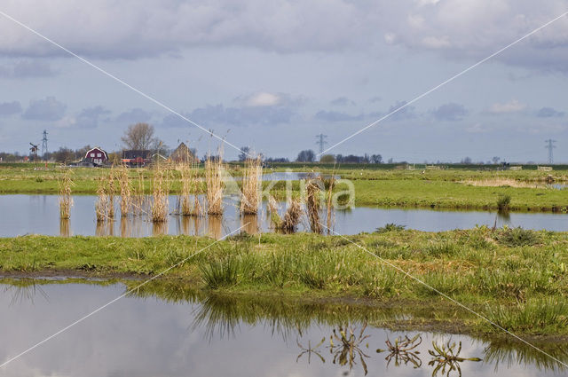 Wormer- en Jisperveld