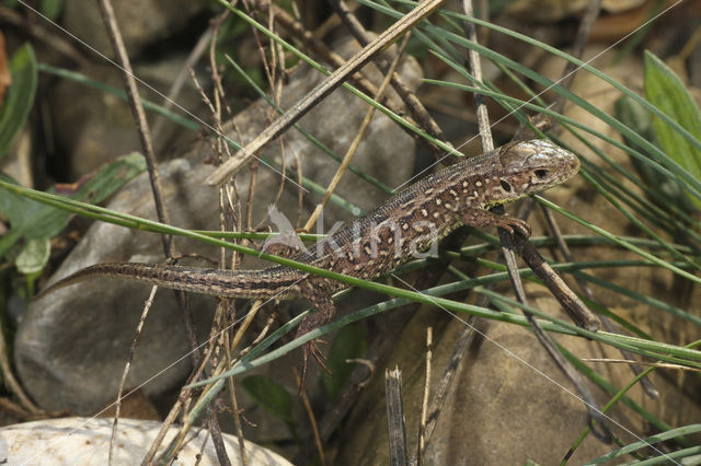 Zandhagedis (Lacerta agilis)