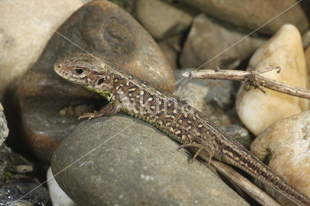 Zandhagedis (Lacerta agilis)