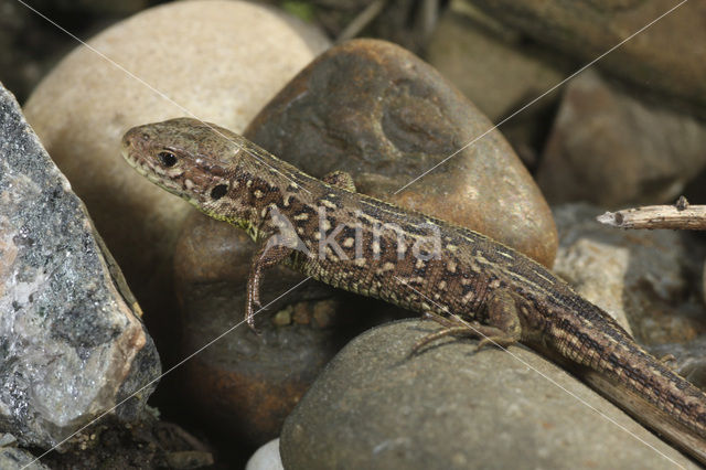 Zandhagedis (Lacerta agilis)