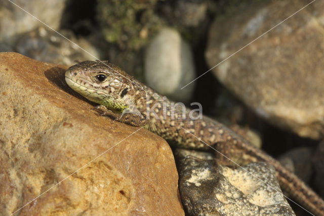 Zandhagedis (Lacerta agilis)