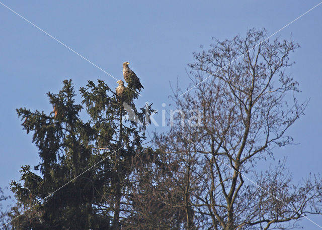 Zeearend (Haliaeetus albicilla)