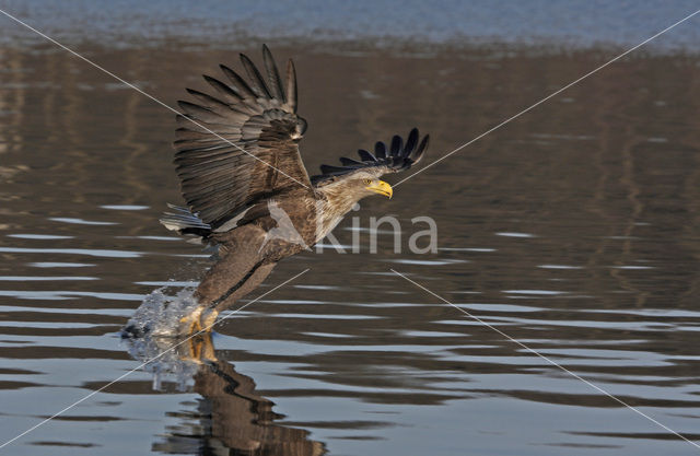 Zeearend (Haliaeetus albicilla)