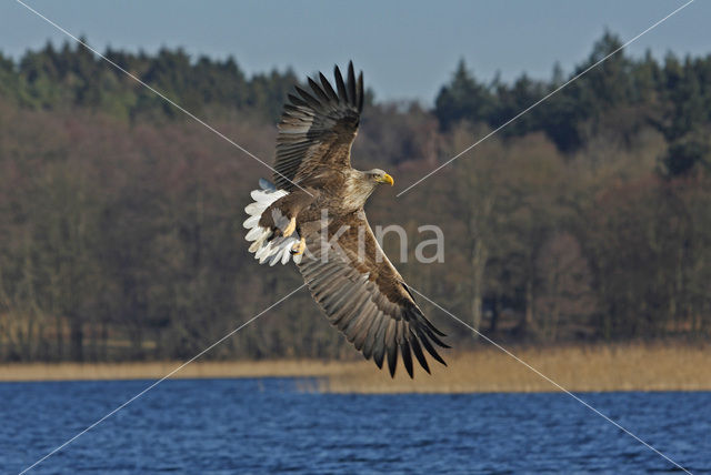 Zeearend (Haliaeetus albicilla)