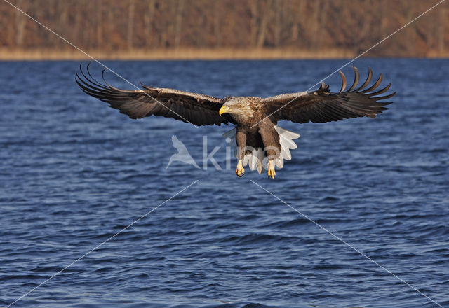 Zeearend (Haliaeetus albicilla)