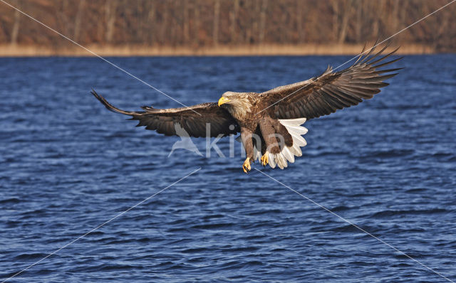 Zeearend (Haliaeetus albicilla)