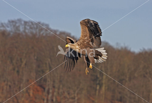 Zeearend (Haliaeetus albicilla)