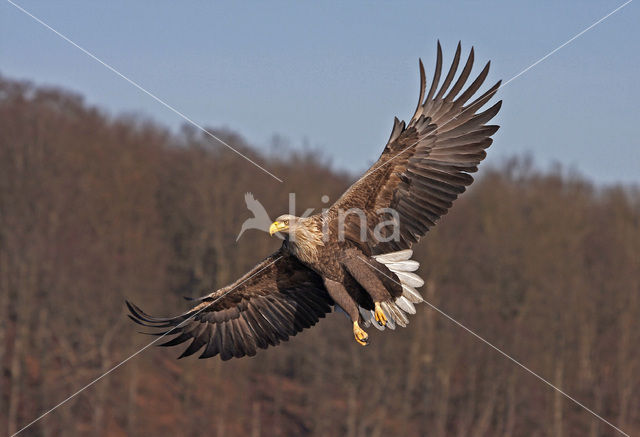 Zeearend (Haliaeetus albicilla)