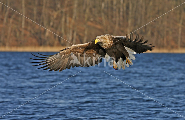 Zeearend (Haliaeetus albicilla)