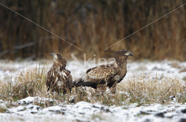 Zeearend (Haliaeetus albicilla)