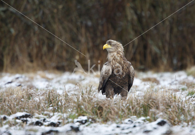 Zeearend (Haliaeetus albicilla)