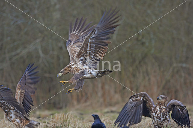 Zeearend (Haliaeetus albicilla)