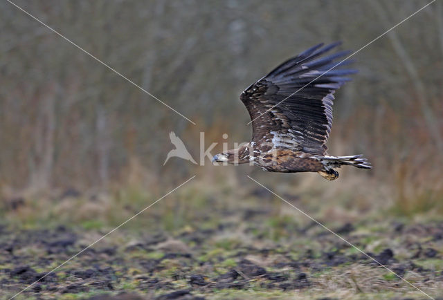 Zeearend (Haliaeetus albicilla)