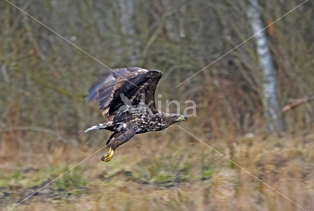 Zeearend (Haliaeetus albicilla)