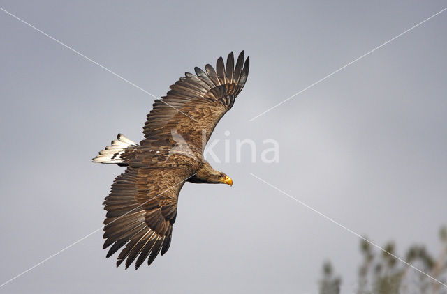 Zeearend (Haliaeetus albicilla)