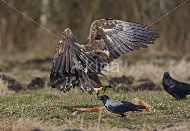 Zeearend (Haliaeetus albicilla)