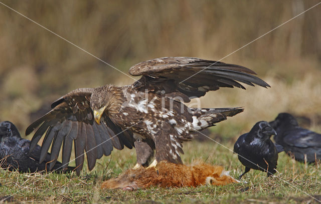 Zeearend (Haliaeetus albicilla)