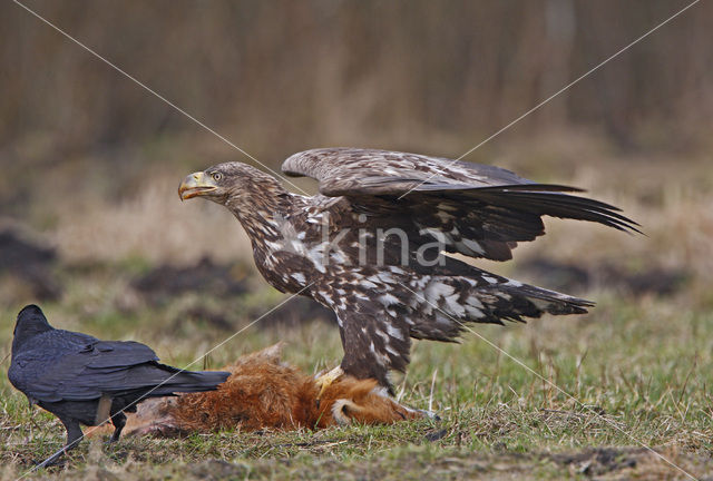 Zeearend (Haliaeetus albicilla)