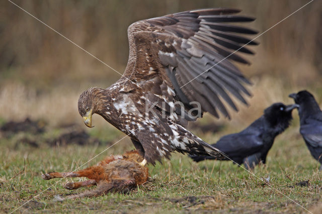 Zeearend (Haliaeetus albicilla)