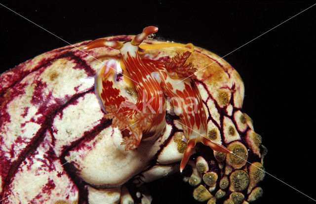 Zeenaaktslak (Chromodoris sp.)