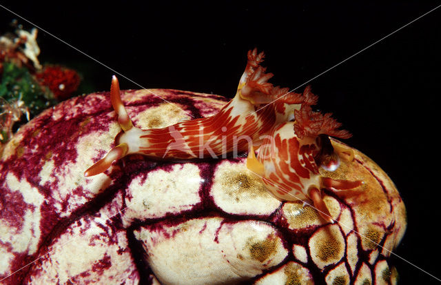 Zeenaaktslak (Chromodoris sp.)