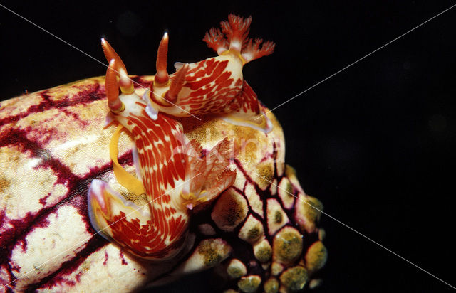 Zeenaaktslak (Chromodoris sp.)