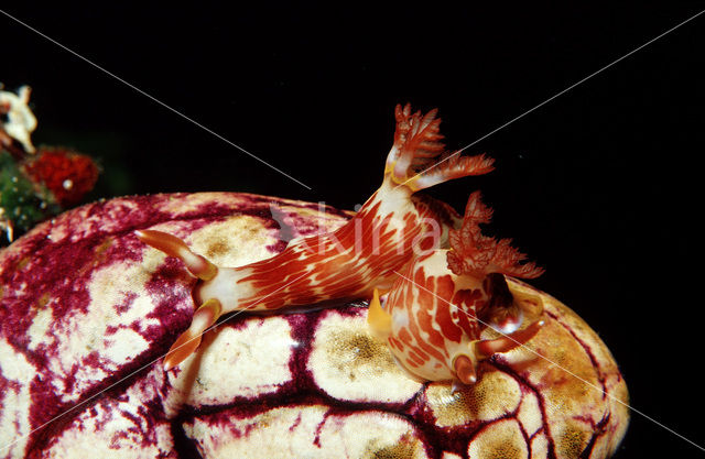 Zeenaaktslak (Chromodoris sp.)