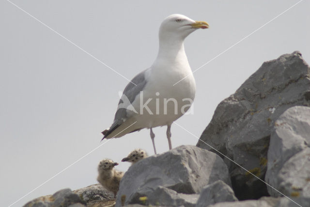 Zilvermeeuw (Larus argentatus)