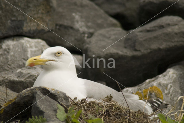 Zilvermeeuw (Larus argentatus)